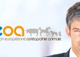 FEOA-osteopathie-animale ©apparence